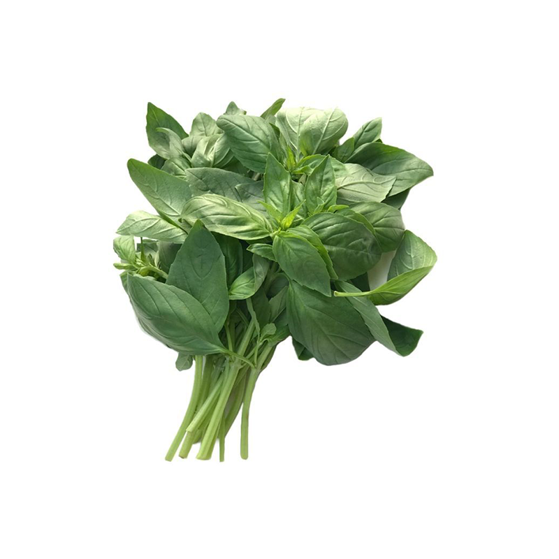 Basilic